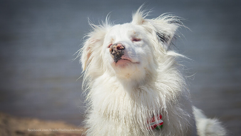 Image Credit: Braille The Double Merle/Facebook