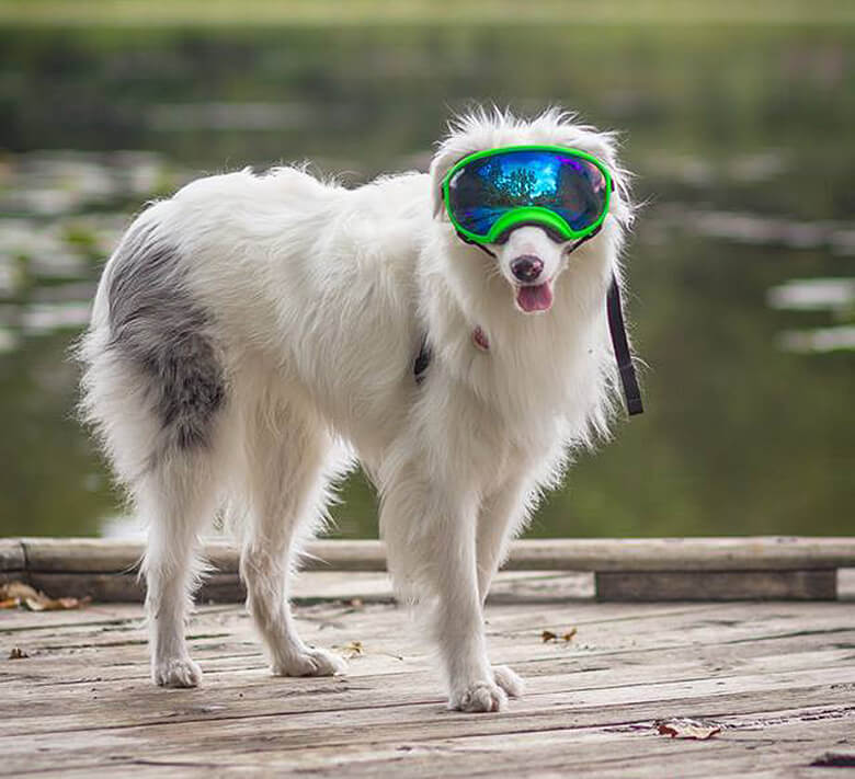 Image Credit: Braille The Double Merle/Facebook