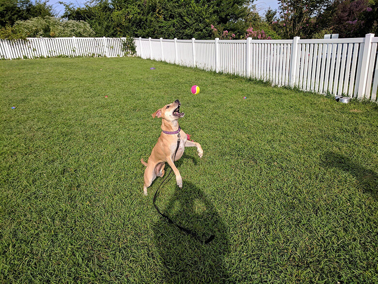 Image Credit: Fredericksburg SPCA.