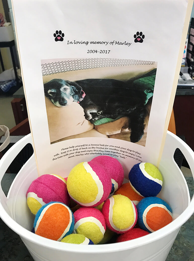 Image Credit: Fredericksburg SPCA.