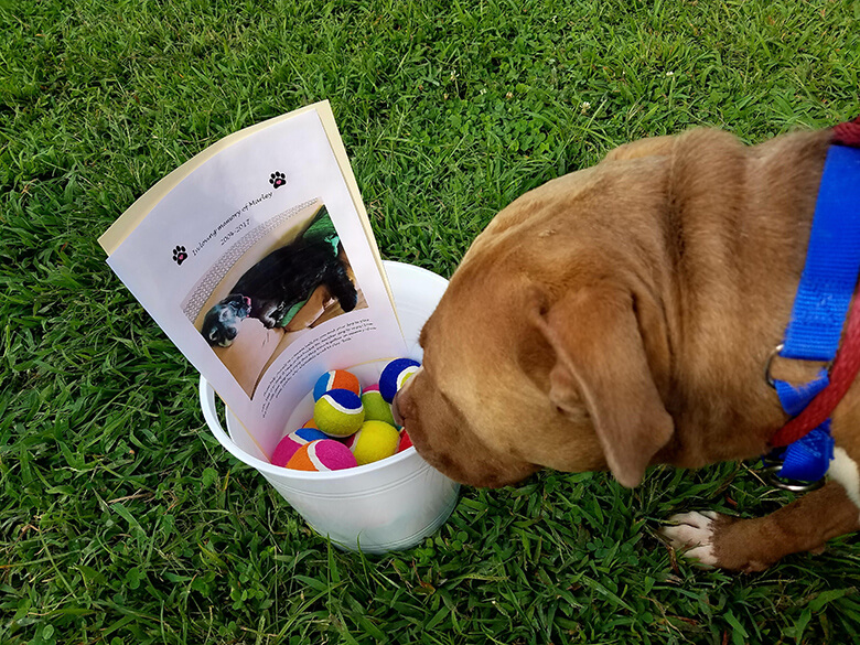Image Credit: Fredericksburg SPCA.