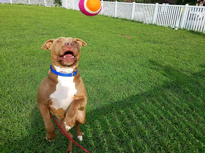 Image Credit: Fredericksburg SPCA.