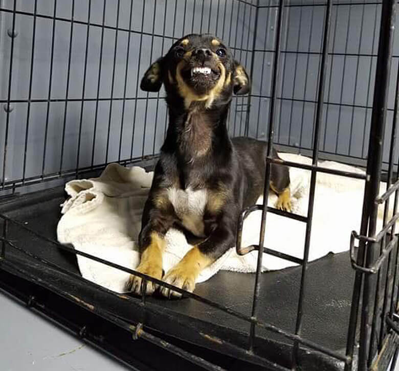 Image Credit: City of Waller Animal Shelter and Rescue