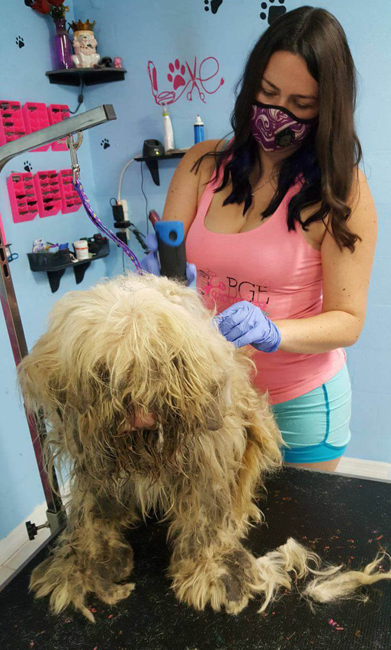 Image Credit: BGE Grooming