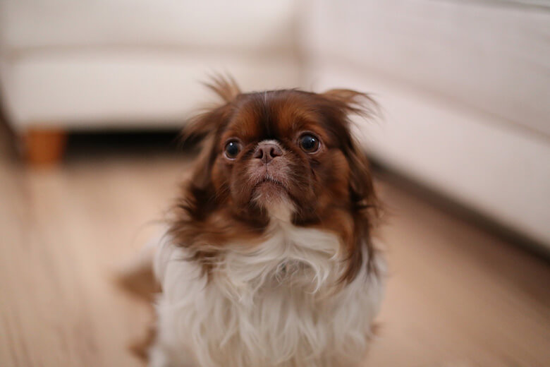 How To Stop Your Dog From Tearing Up Your Home When You Are Gone This 
