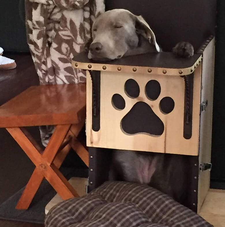 Dog With Rare Condition Is Saved by a Special High Chair