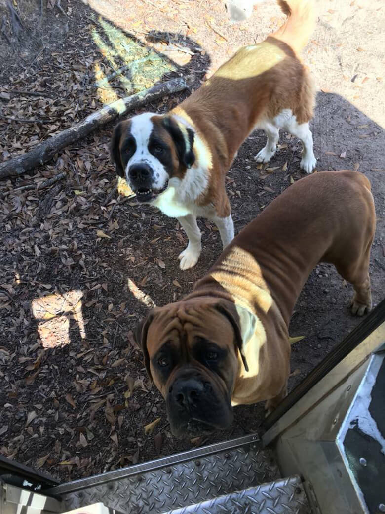 Image Courtesy of UPS Dogs