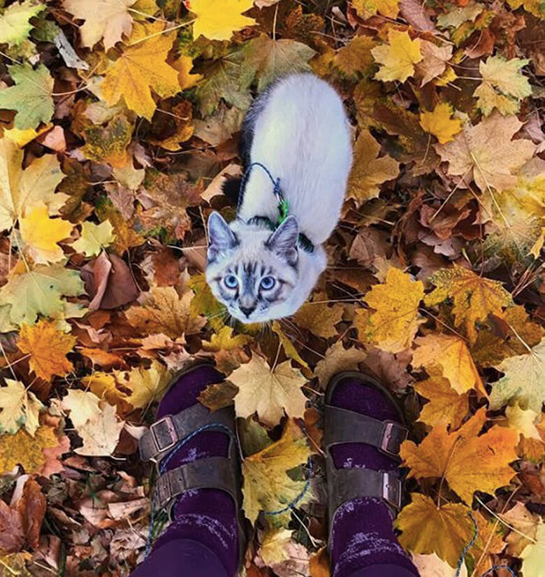 Image Credit: Henrythecoloradodog/Instagram