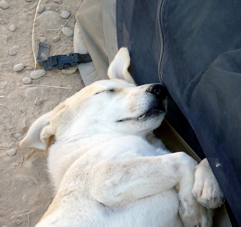 Image Credit: Fred the Afghan