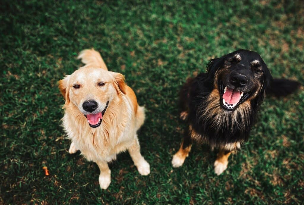 dogs smiling