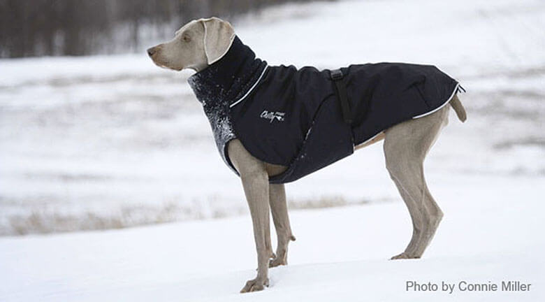 snow coat for dogs