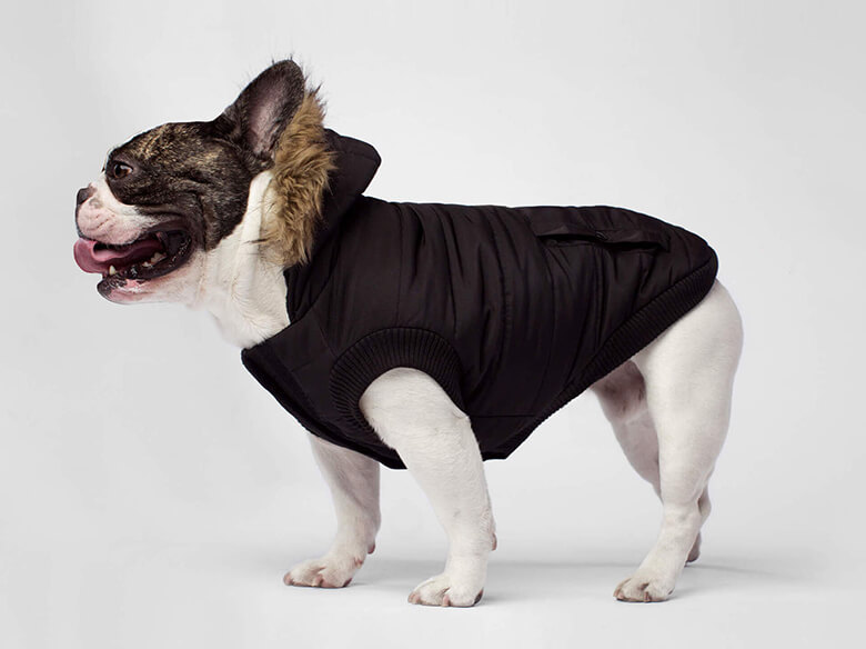 snow wear for dogs