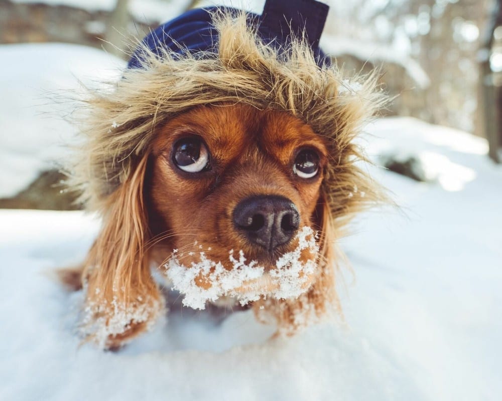 A dog benefiting from Winter Skin Miracles, wearing a hat in the snow.