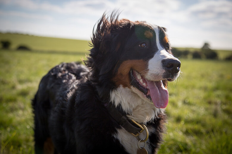 Mountain store dog cost