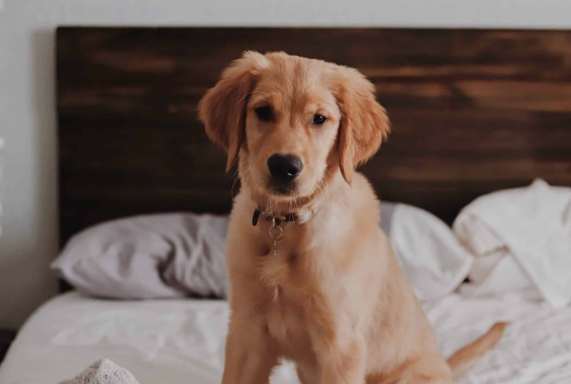 Golden Retriever Puppy