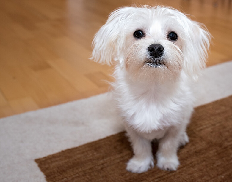 straight hair dog