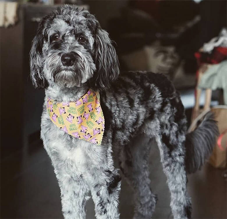 5 Doodle Breeds You Need to Get on Your Radar ASAP