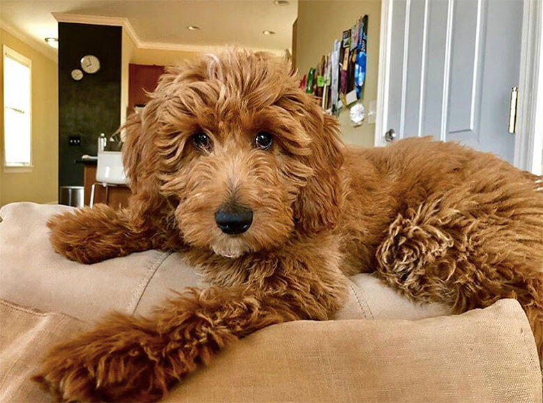 labradoodle midsize