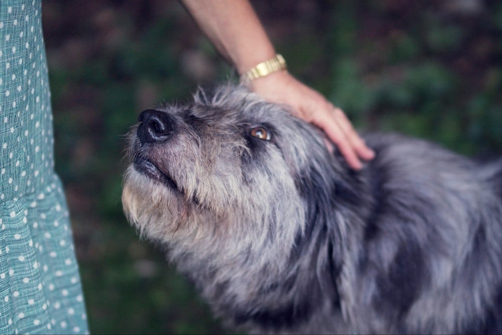 A person is gently petting the head of a senior dog.