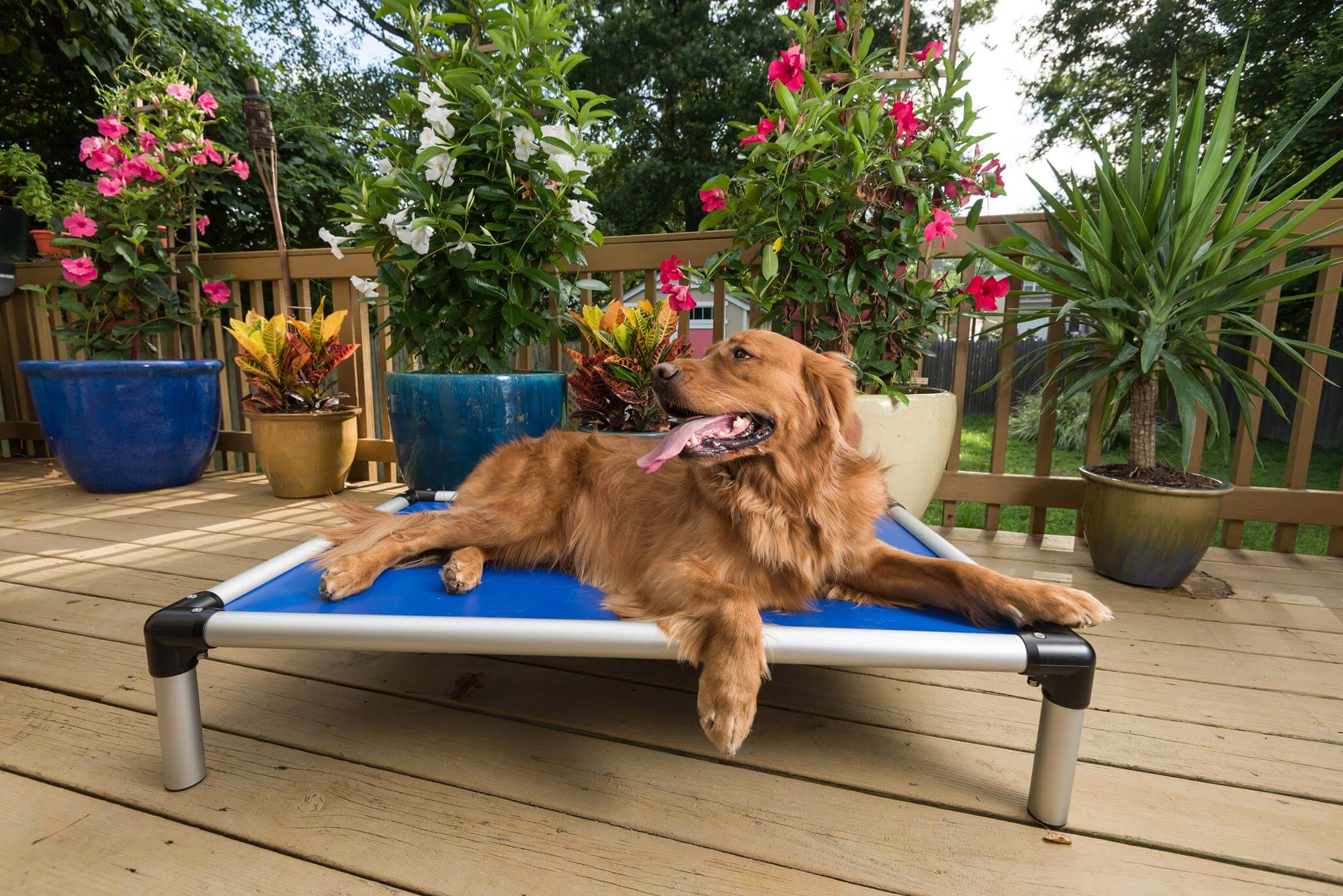 cheap raised dog beds