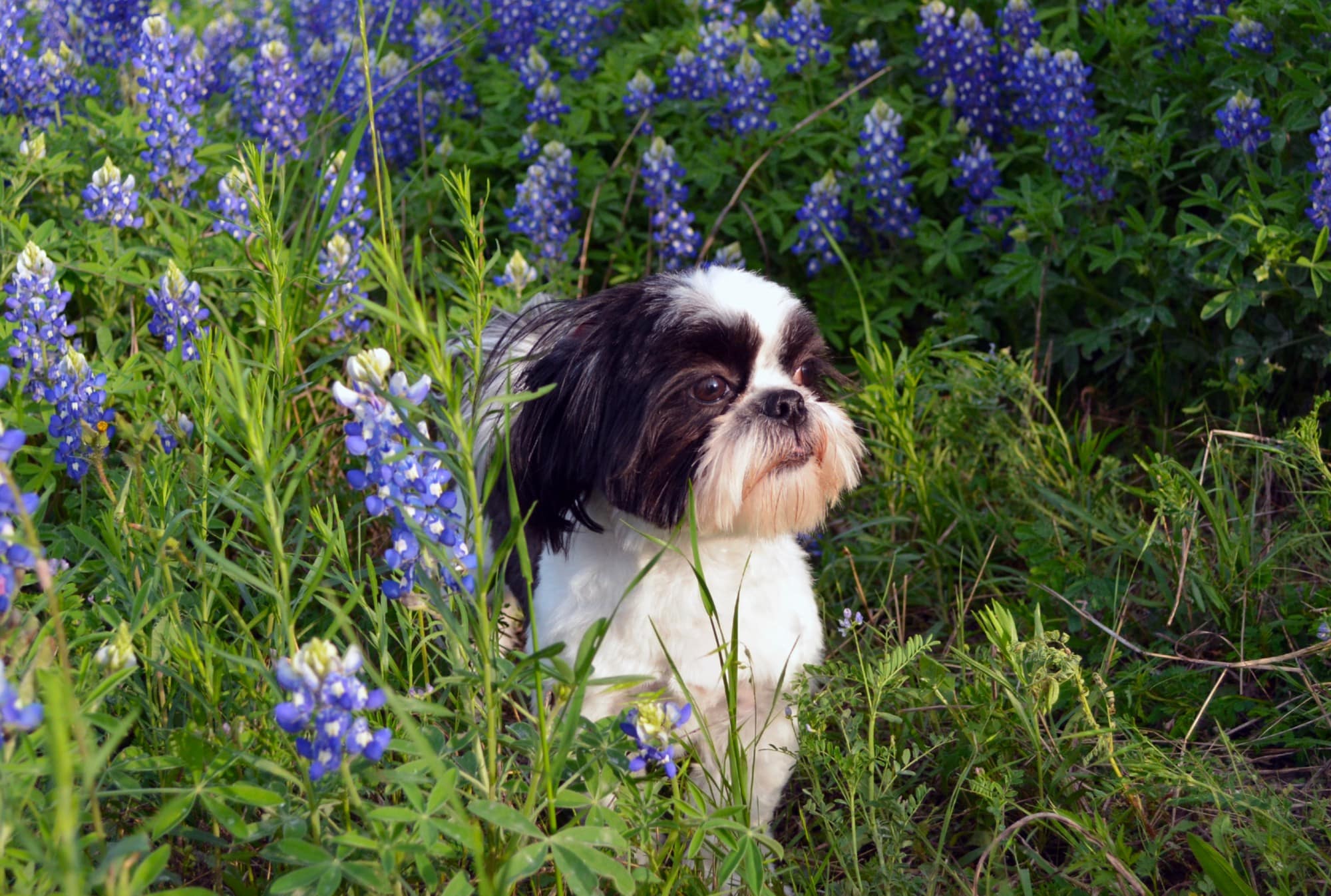 shit tzu in field