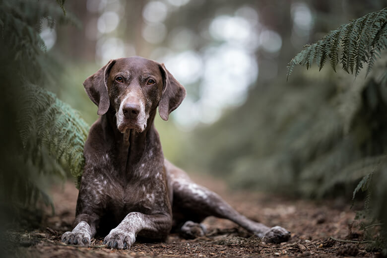 what is the most popular dog in 2018