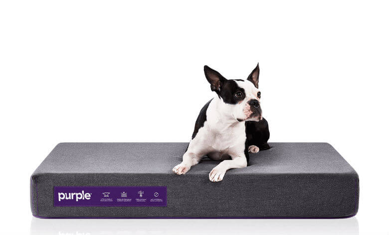 Sleep Tight: 6 of the Best Orthopedic Dog Beds on the Market