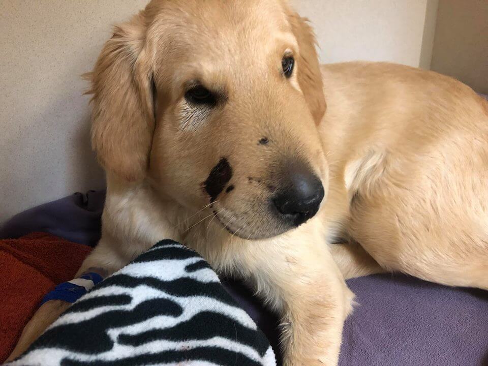 Dog Is Owner's 'Hero' After Being Bitten By a Rattlesnake to Save Her