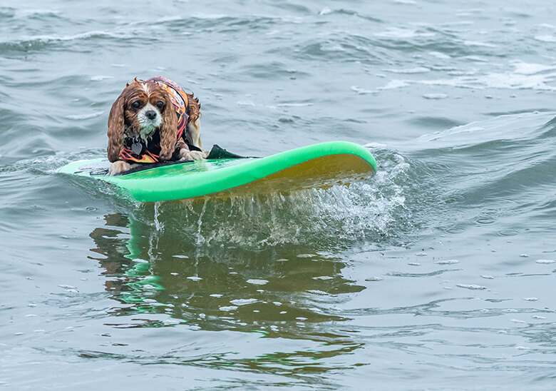 Cowabunga: Dogs Take to the Waves for the World Dog Surfing Championships