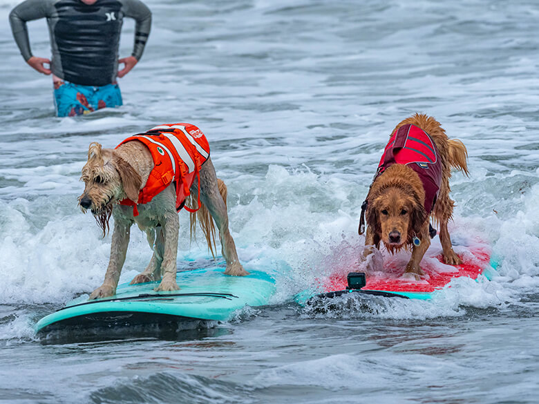 Cowabunga Dogs Take to the Waves for the World Dog Surfing Championships