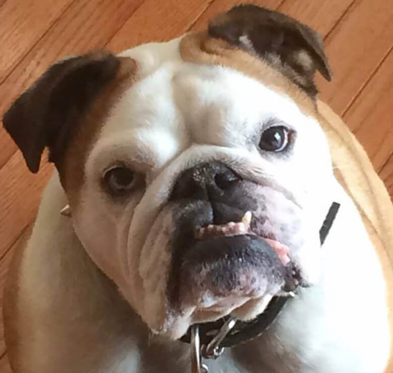 investigation finds at least 47 dogs died after grooming at petsmart