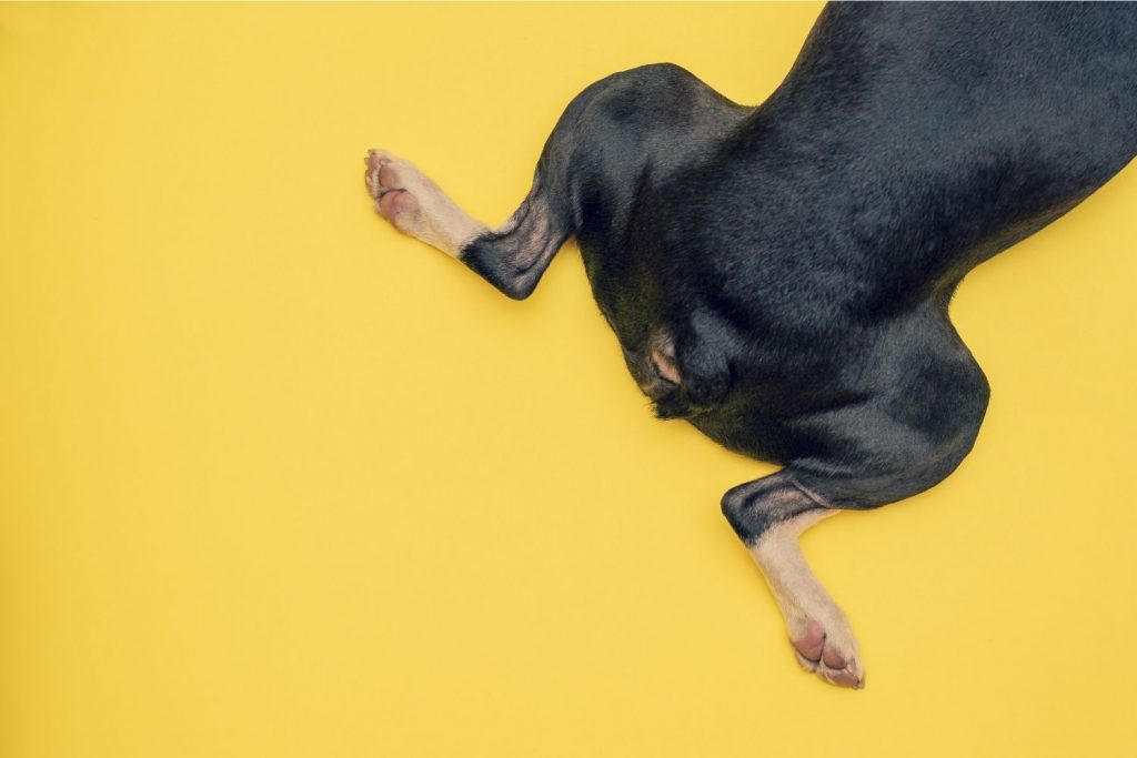 An adorable black chihuahua dog wearing practical dog diapers and laying on a yellow background.