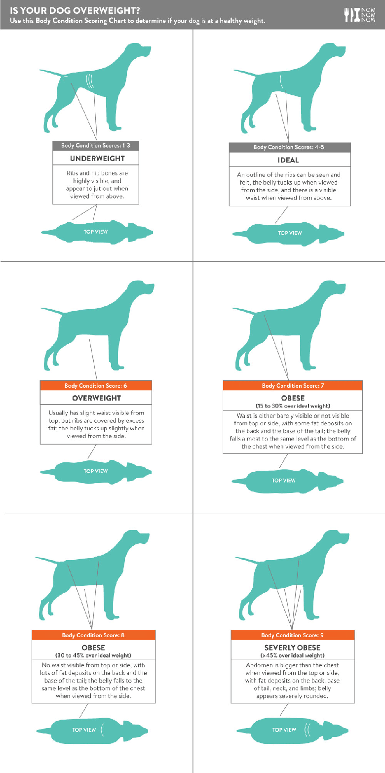 how do i know if my corgi is overweight