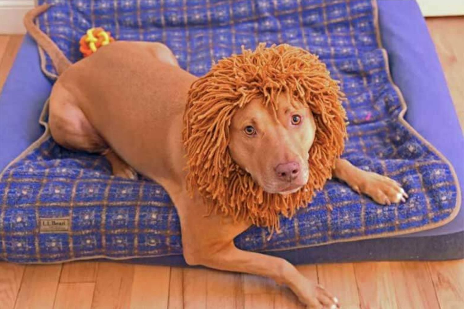 A dog sporting a creative lion wig on a bed, showcasing a DIY Halloween costume.