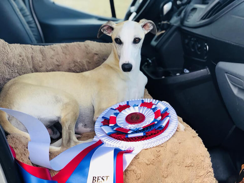 best in show national dog show 2018