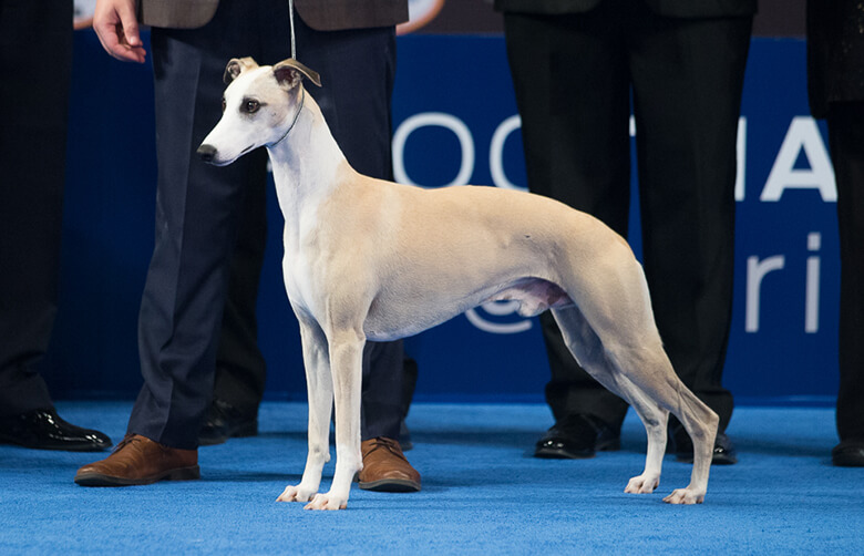 best in show national dog show 2018