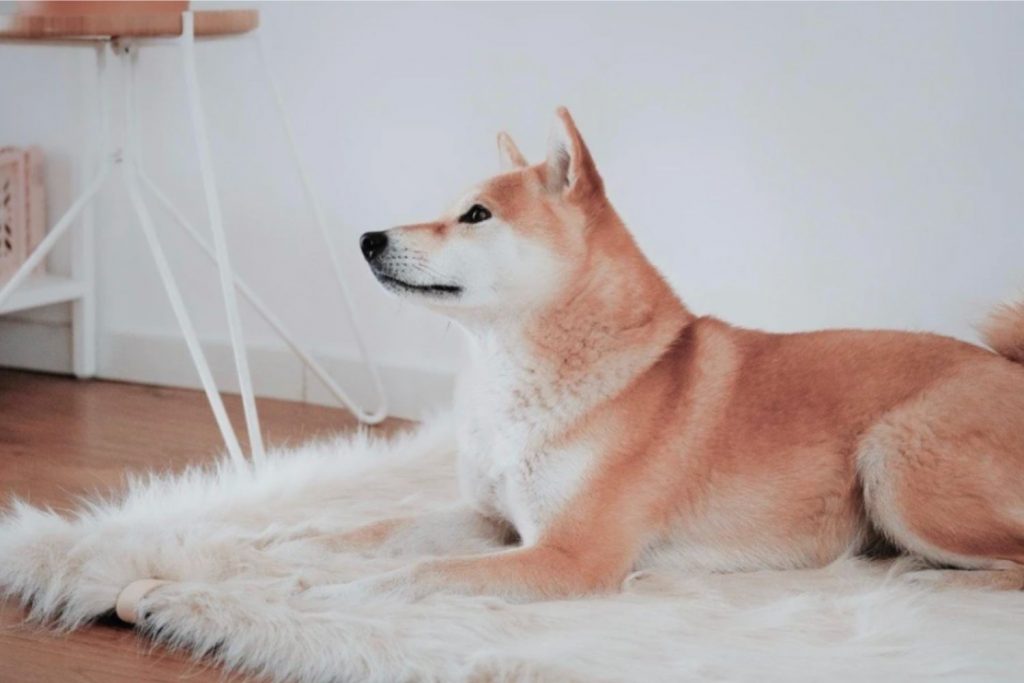 A dog laying on fluffy blankets in a room, keeping warm.