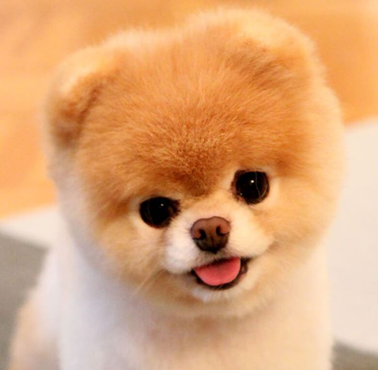 Social Media Sensation Boo the Pomeranian Dies of a ‘Broken Heart’