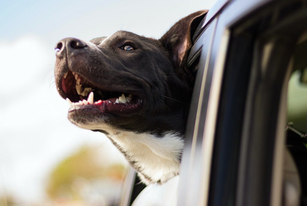 Dog in car