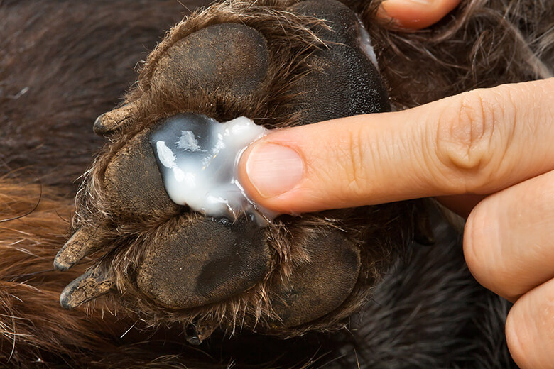 dry cracked dog paws