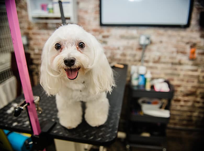 The 10 Best Dog Groomers in Manhattan for 2017