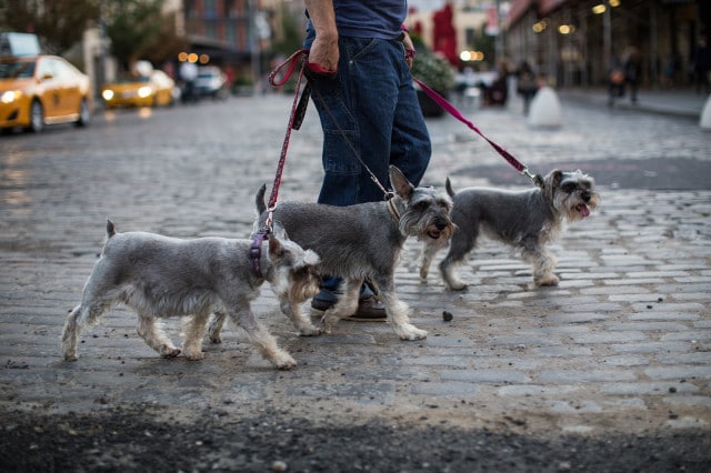 Three urban schnauzers, known as canine good citizens, strolling gracefully on a charming cobblestone street.