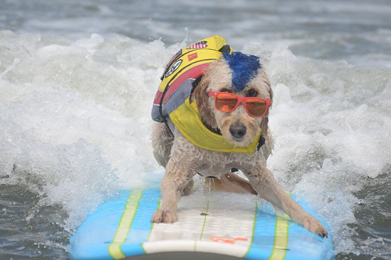 Dogs, a Pig and Whales All Showed Up for the World Dog Surfing Championships