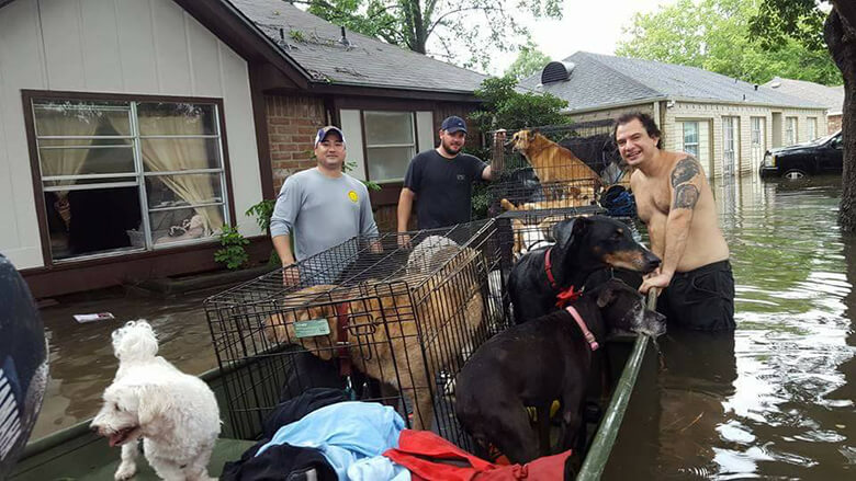 5 Heartwarming Stories of People Rescuing Dogs in the Aftermath of Hurricane Harvey