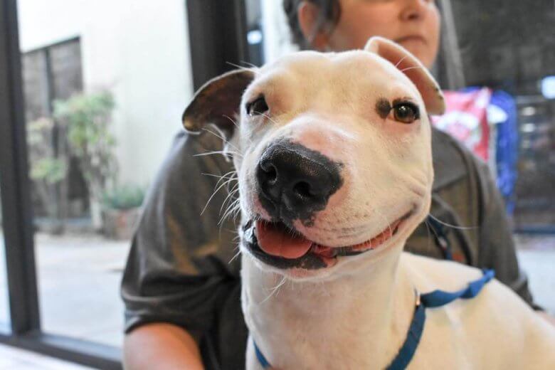 A Rescue Dog With a Lopsided Face Finds a Forever Home