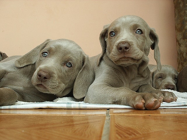 Three grey weimaraner puppies laying on a wooden floor.