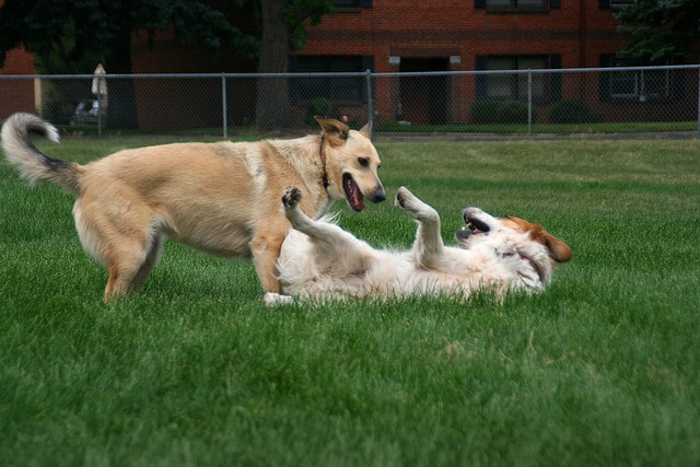 Two dogs happily playing with a frisbee in the grass.