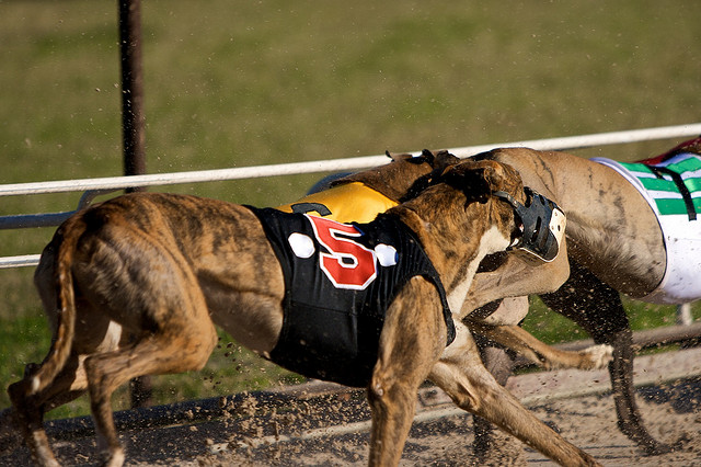 Greyhound racing on a dirt track.