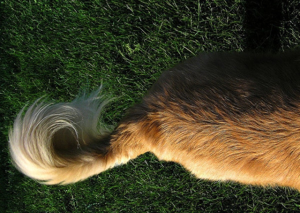 Ever Wonder Why Your Dog Chases His Tail? We Did, Too.