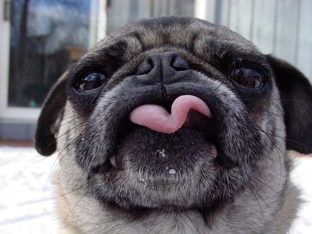 A pug dog sticking its tongue out in the snow, one of the top 5 small breed dogs for kids.